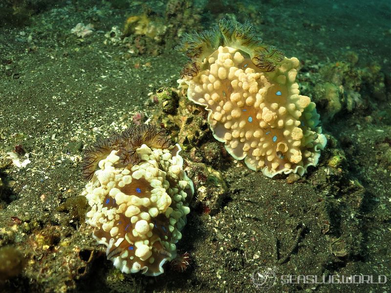 ミヤコウミウシ Dendrodoris krusensternii