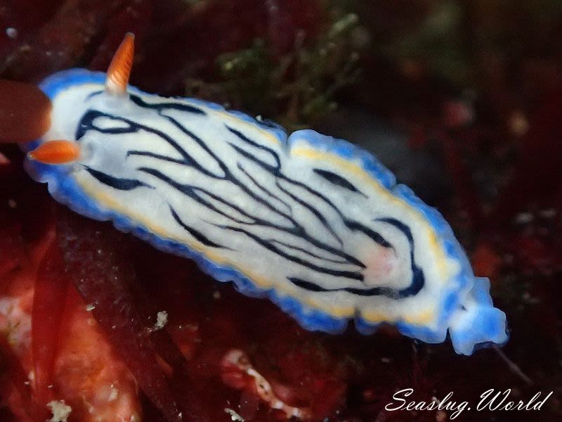 リュウモンイロウミウシ Hypselodoris maritima