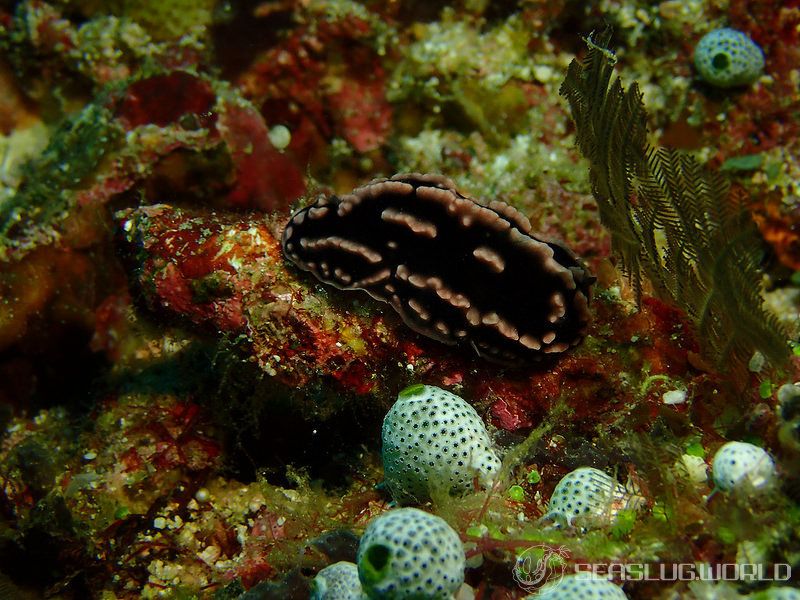 フィリディエラ・ストリアタ Phyllidiella striata