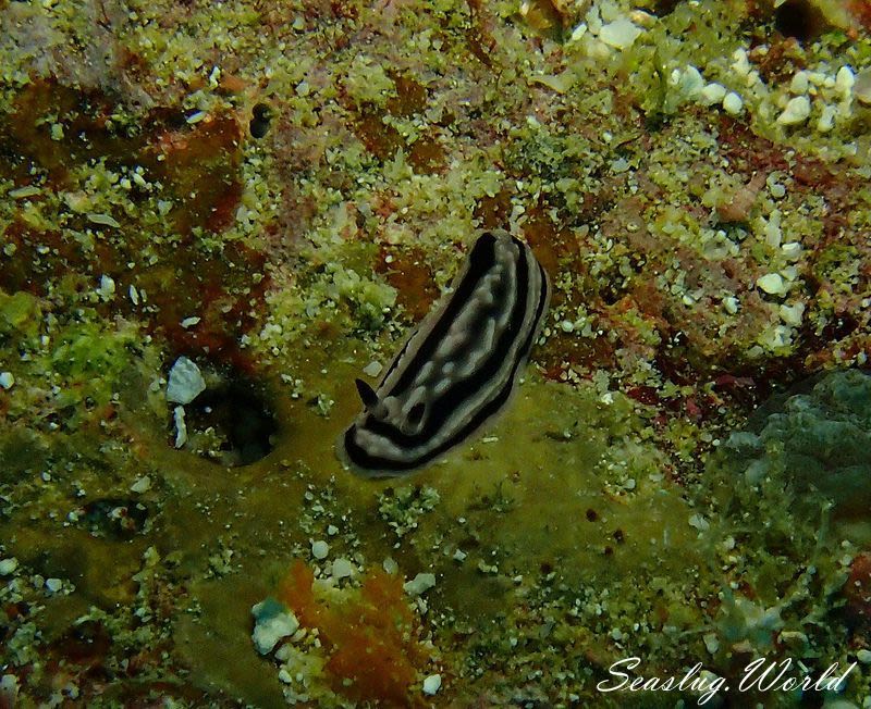 ロザンイボウミウシ Phyllidiella rosans