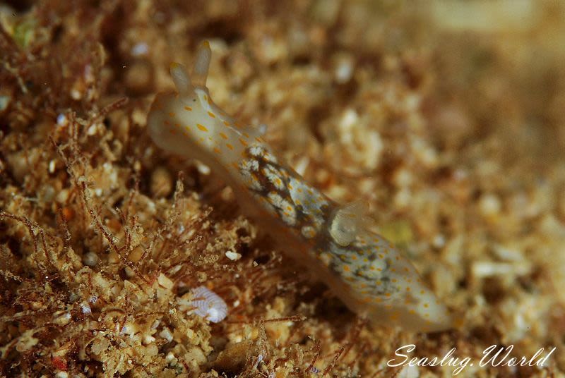 スカシキヌハダウミウシ Gymnodoris sp. 4