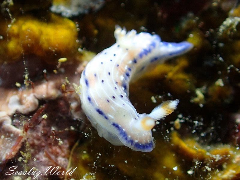 アジサイイロウミウシ Hypselodoris bertschi