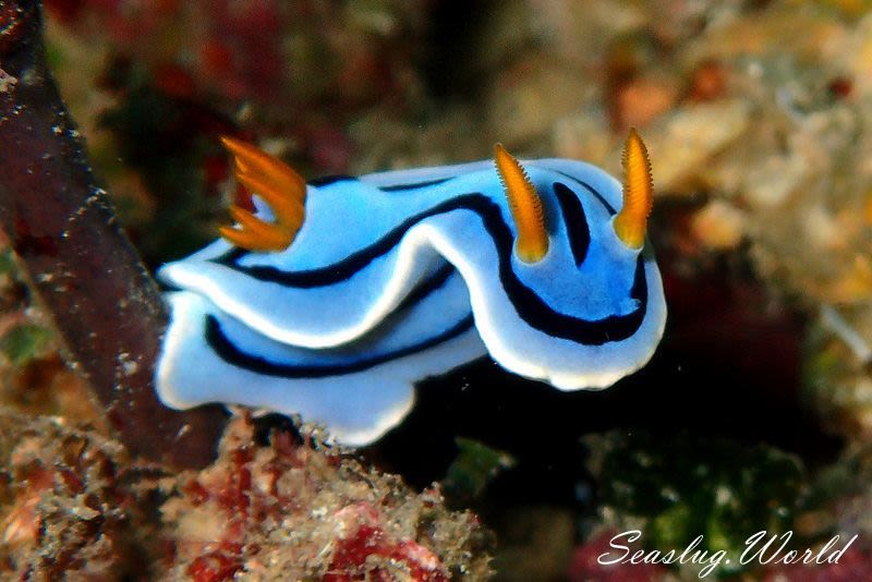 ミスジアオイロウミウシ Chromodoris lochi