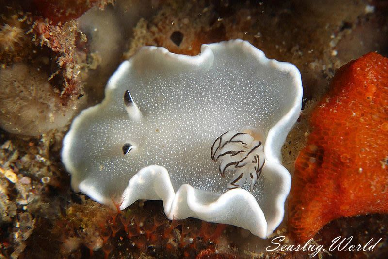 ジボガウミウシ Glossodoris misakinosibogae