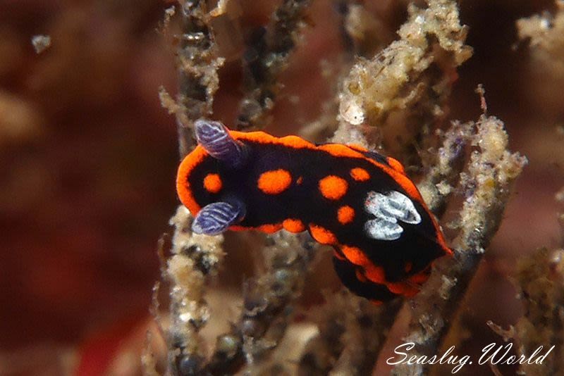 クロスジリュウグウウミウシ属の一種 3 Nembrotha sp. 3