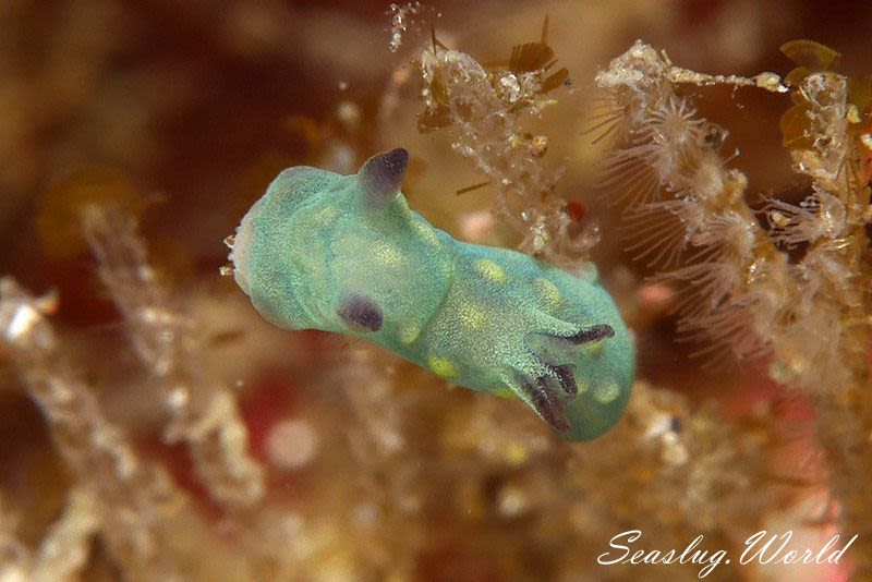 サガミリュウグウウミウシ Tambja sagamiana