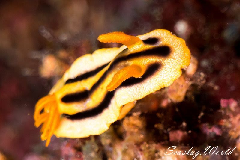 クロモドーリス・ジョシュイ Chromodoris joshi