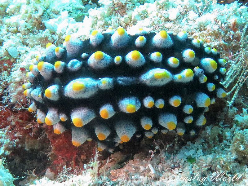 タテヒダイボウミウシ属の一種 2 Phyllidia sp. 2