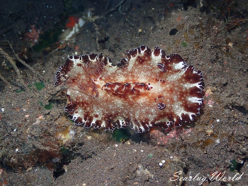 ヒラツヅレウミウシ Discodoris boholiensis