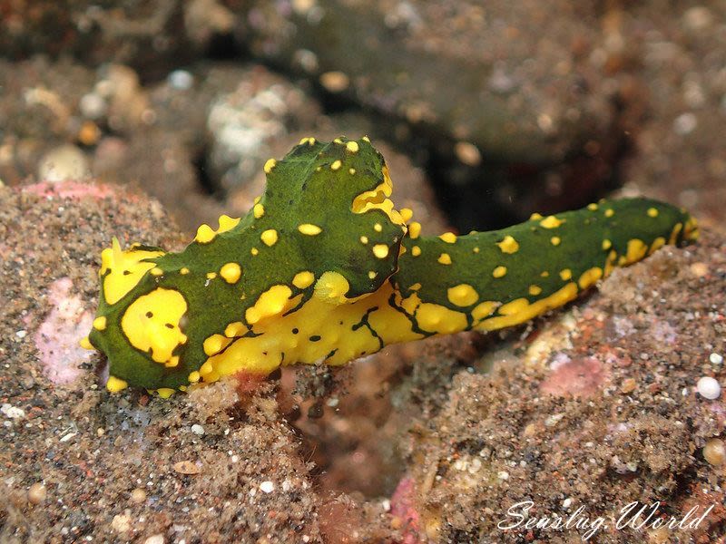 フイリレモンウミウシ Notodoris gardineri