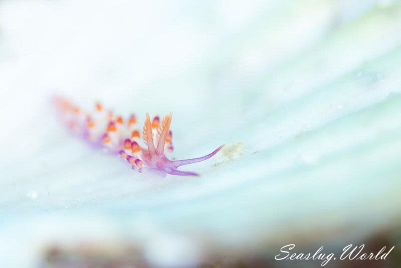 ツマベニミノウミウシ Coryphellina delicata