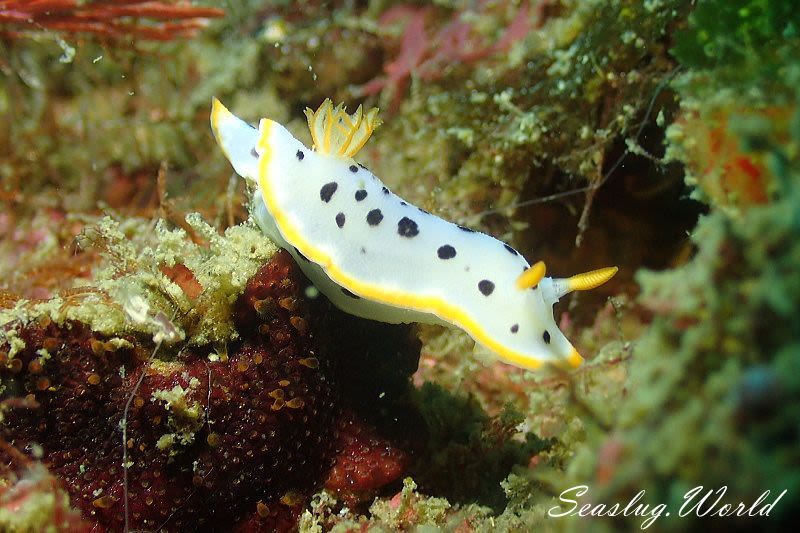 シロウミウシ Goniobranchus orientalis