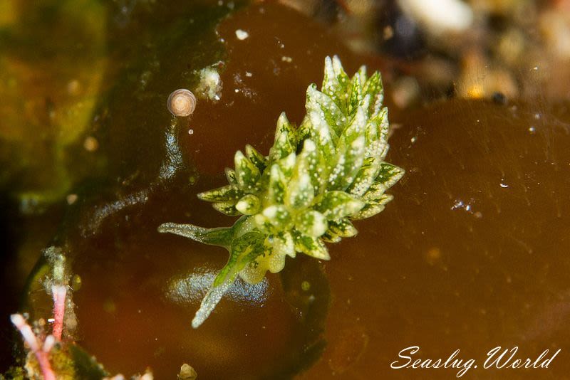 ハダカモウミウシ科の仲間 Limapontiidae spp.