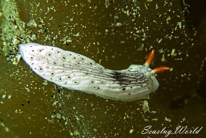 オトメウミウシ Dermatobranchus otome