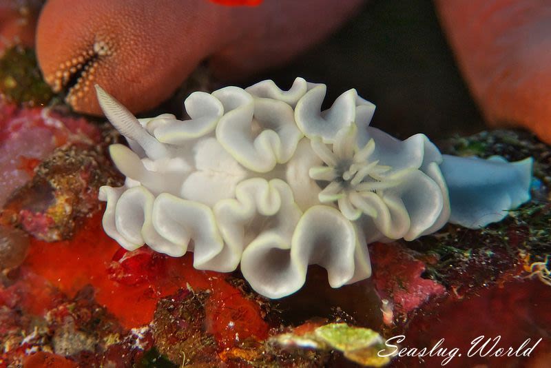 シロタエイロウミウシ Glossodoris buko