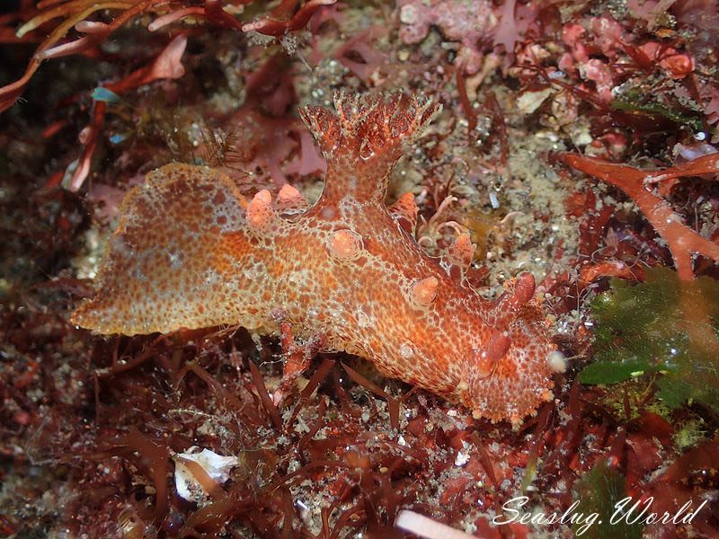 ベッコウヒカリウミウシ Plocamopherus imperialis