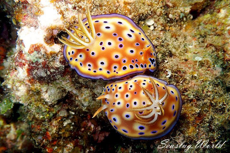 オトヒメウミウシ Goniobranchus kuniei