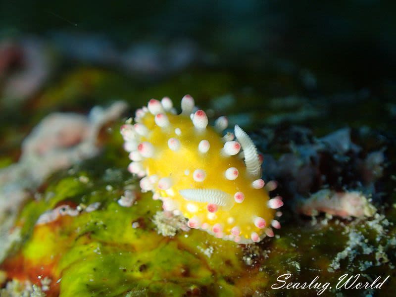 イガグリウミウシ Cadlinella ornatissima