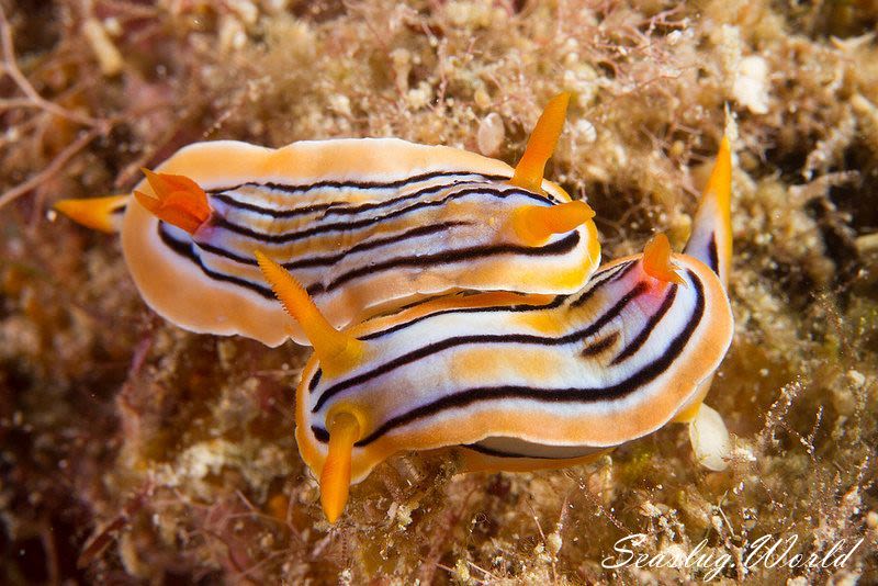 コールマンウミウシ Chromodoris colemani