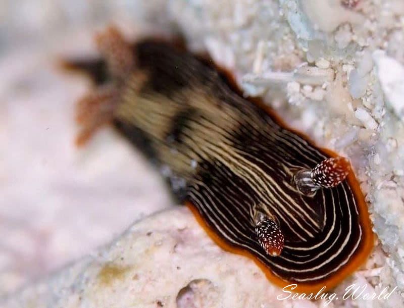 ホソスジイロウミウシ Chromodoris lineolata