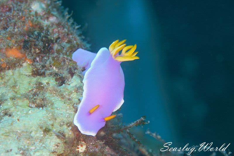 シンデレラウミウシ Hypselodoris apolegma