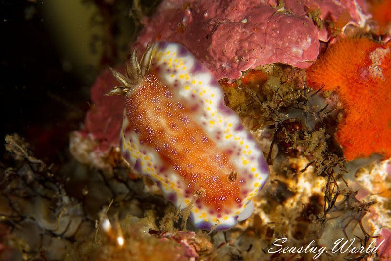 アカネコモンウミウシ Goniobranchus collingwoodi