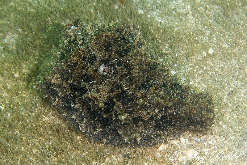 タツナミガイ Dolabella auricularia