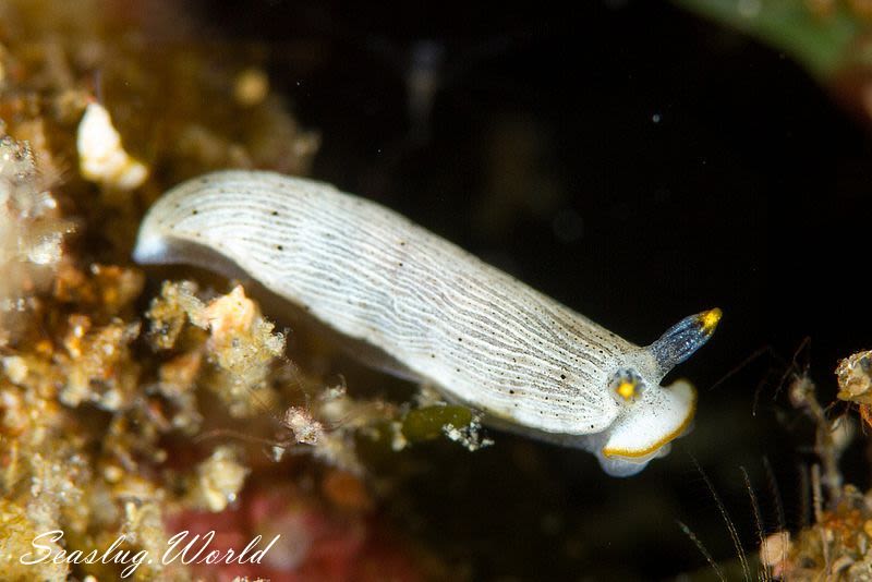 カメキオトメウミウシ Dermatobranchus Primus 世界のウミウシ