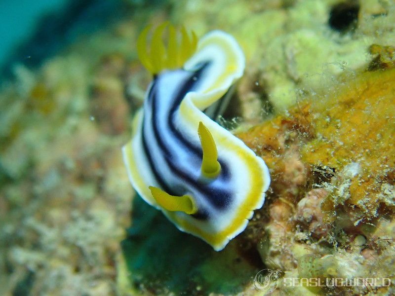 クロシオイロウミウシ Chromodoris sp. 3