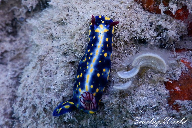 ヒュプセロドーリス・オプスクラ Hypselodoris obscura