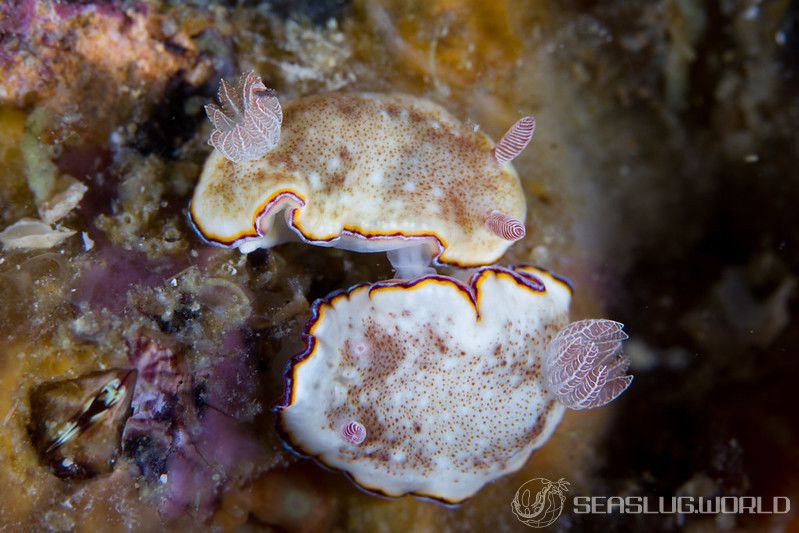 シラヒメウミウシ Goniobranchus sinensis