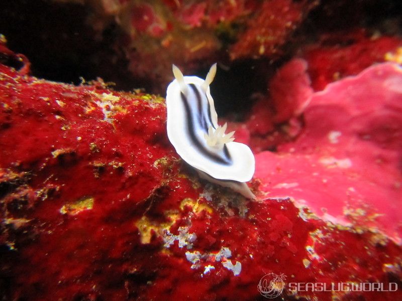 クロシオイロウミウシ Chromodoris sp. 3