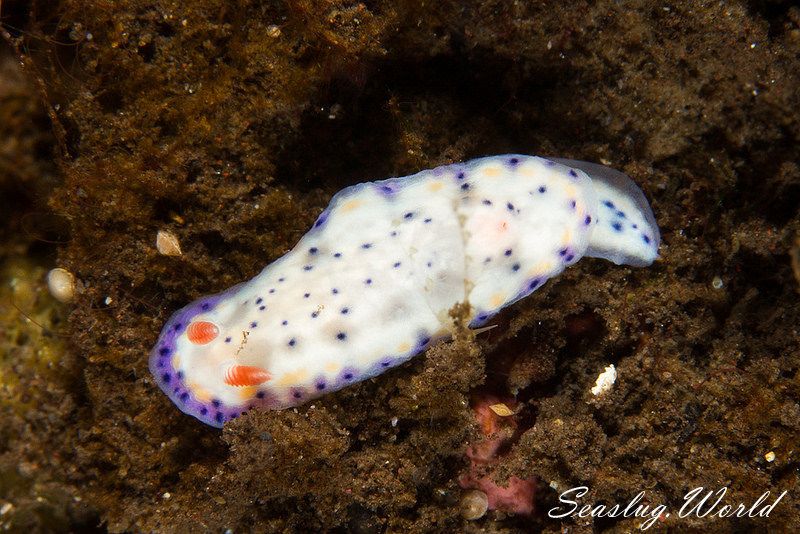 サガミイロウミウシ Hypselodoris sagamiensis