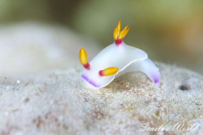 ゾウゲイロウミウシ Hypselodoris bullockii