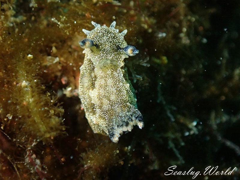 フジタウミウシ属の一種 4 Polycera sp. 4