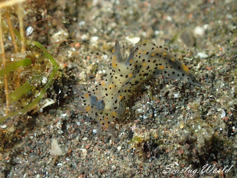 コソデウミウシ Polycera abei