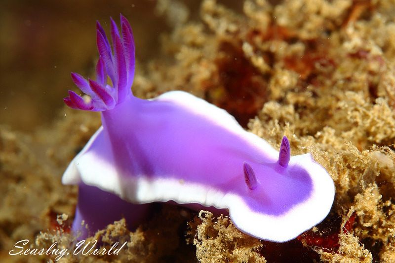 Hypselodoris violacea Gosliner & Johnson, 2018