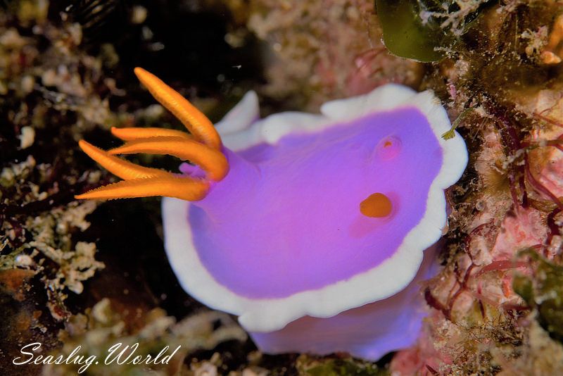 カグヤヒメウミウシ Hypselodoris variobranchia