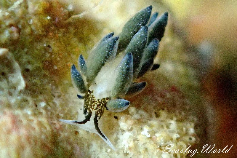 エルコラニア・エンドフィトファガ Ercolania endophytophaga