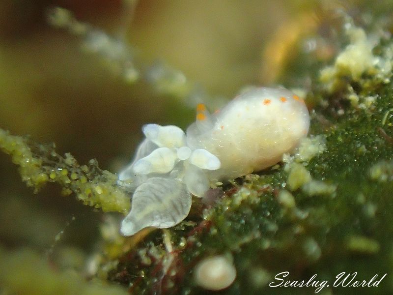 アカボシウミウシ Gymnodoris alba