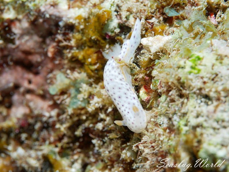 モンコウミウシ Chromodoris aspersa