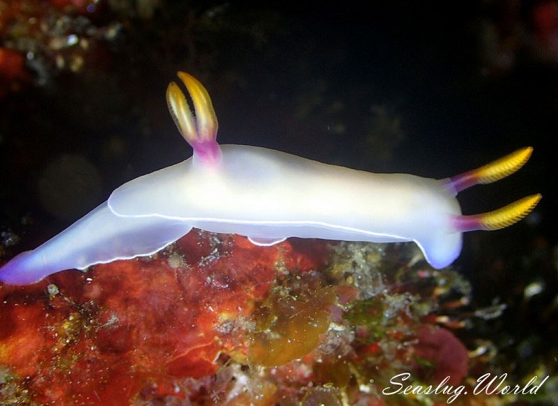 ゾウゲイロウミウシ Hypselodoris bullockii