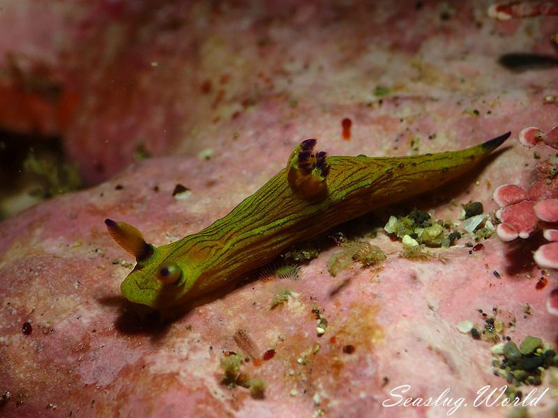 コミドリリュウグウウミウシ Tambja amakusana