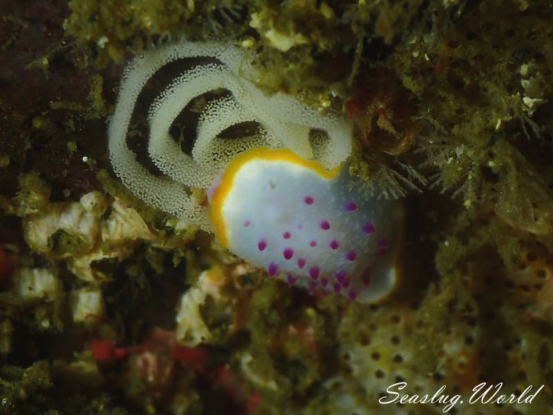 クリヤイロウミウシ Mexichromis mariei