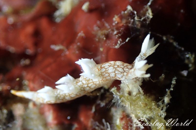 ヤマトユビウミウシ Bornella hermanni