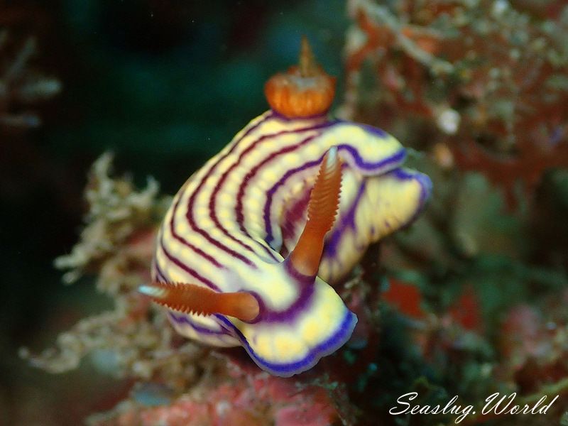 クチナシイロウミウシ Hypselodoris whitei