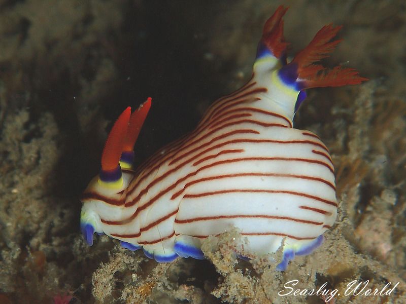 クロスジリュウグウウミウシ Nembrotha sp. 5