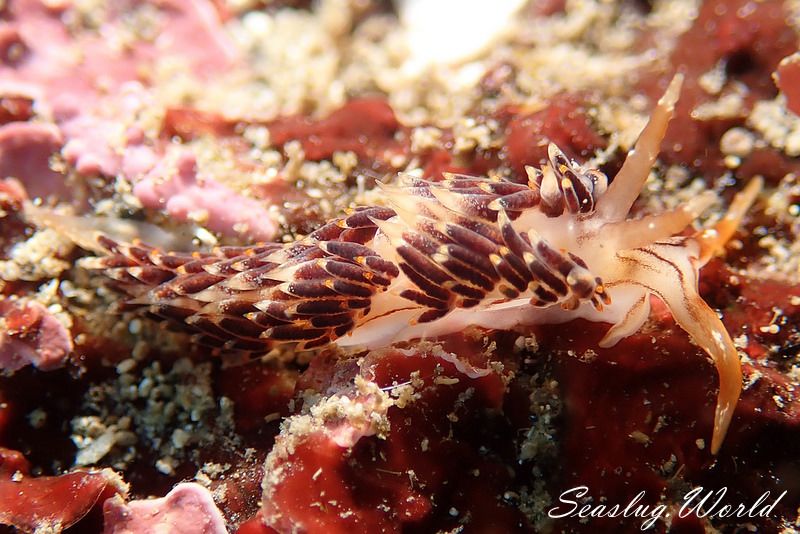 ヨツスジミノウミウシ Facelina quadrilineata