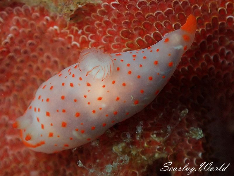 アカボシウミウシ Gymnodoris alba