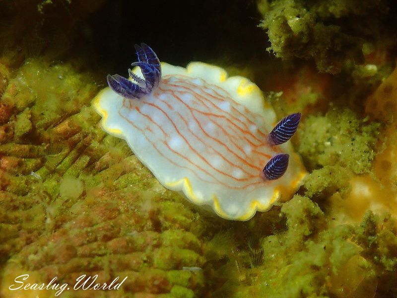 カトウイロウミウシ Goniobranchus katoi